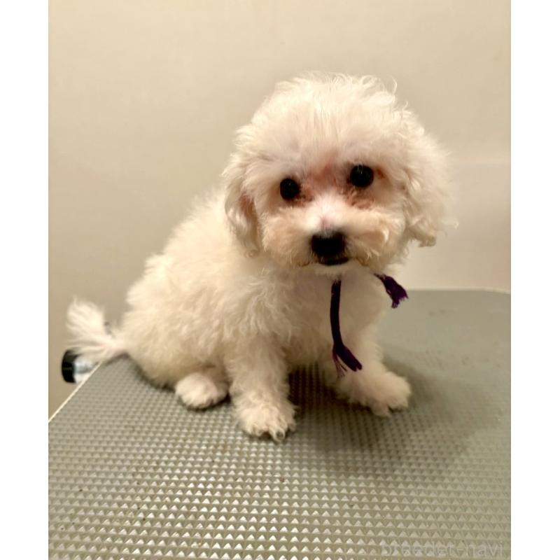 販売中の東京都のミックス犬-398962の6枚目