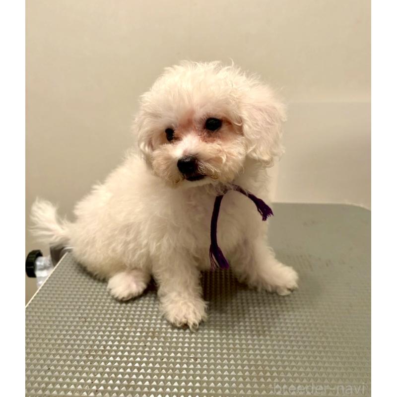 販売中の東京都のミックス犬-398962の5枚目