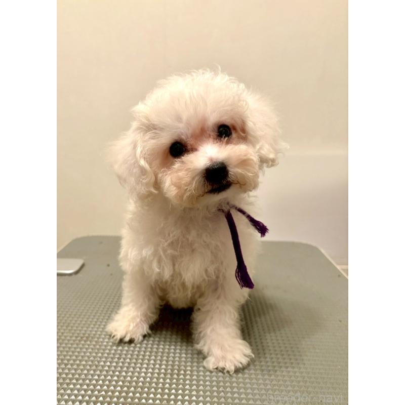 販売中の東京都のミックス犬-398962