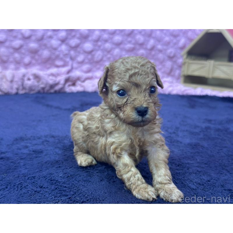 販売中の茨城県のトイプードル-413256の7枚目