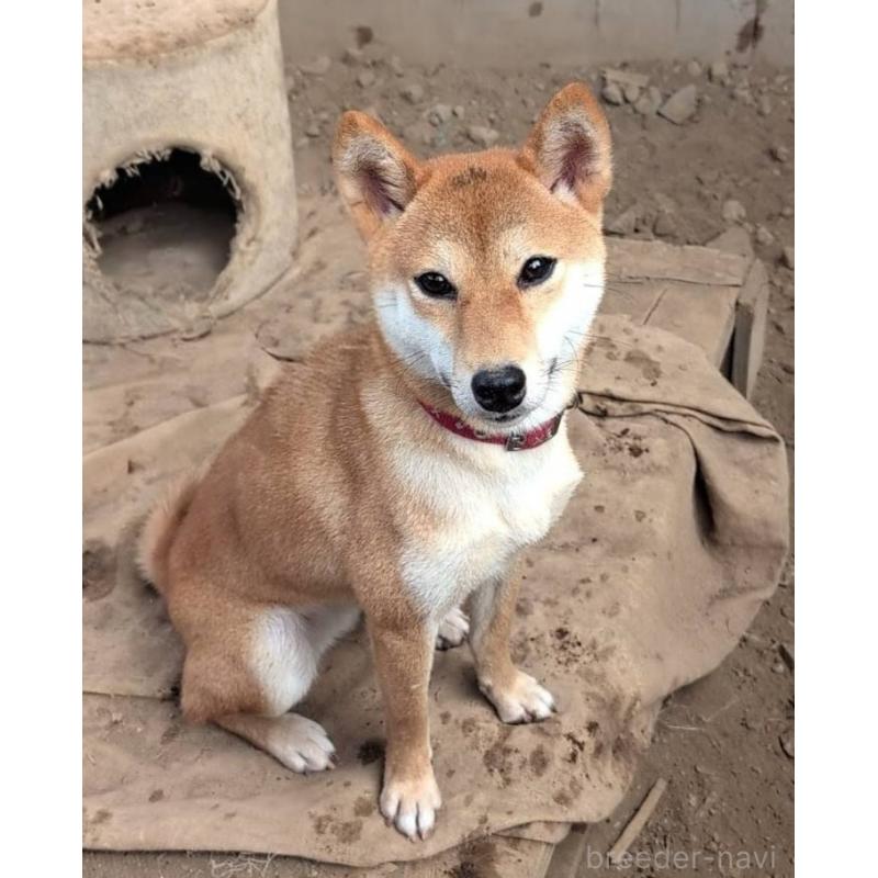 のの柴犬-