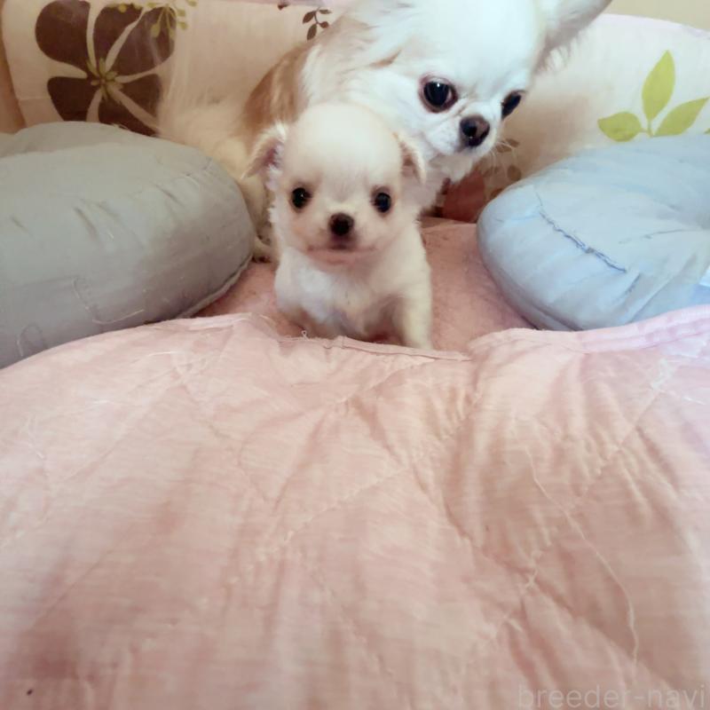 成約済の香川県のチワワ(ロングコート)-411408の6枚目