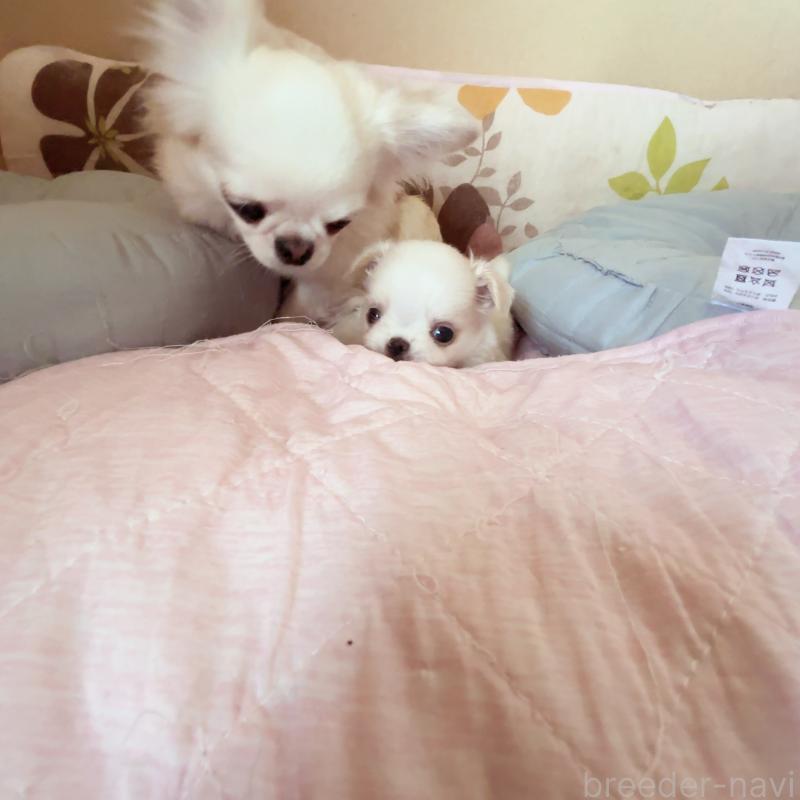 成約済の香川県のチワワ(ロングコート)-411408の5枚目