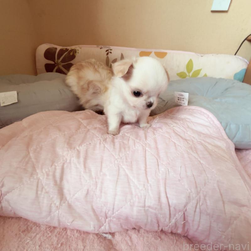 成約済の香川県のチワワ(ロングコート)-411408の4枚目