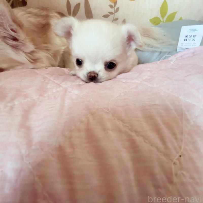 成約済の香川県のチワワ(ロングコート)-411407の5枚目