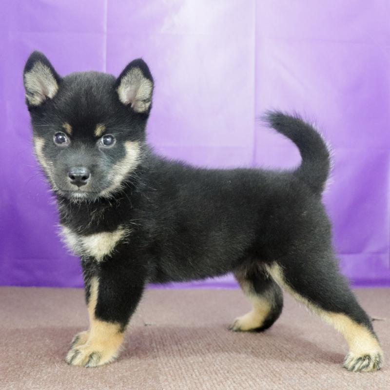 販売中の愛知県の柴犬-406786の5枚目