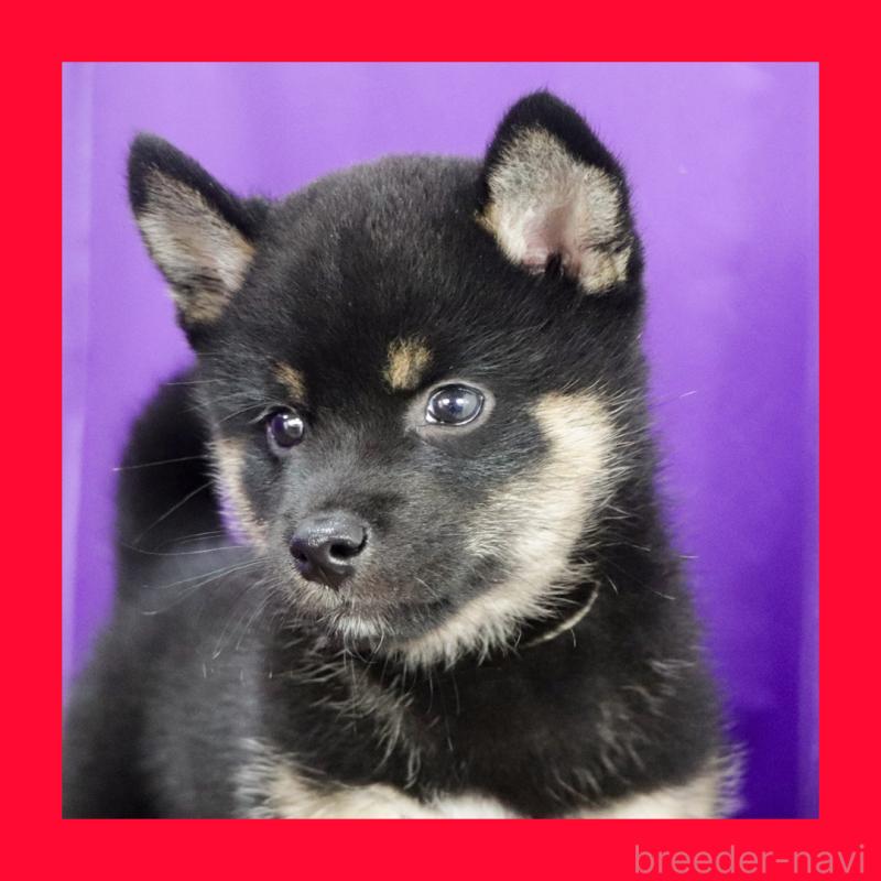販売中の愛知県の柴犬-406786