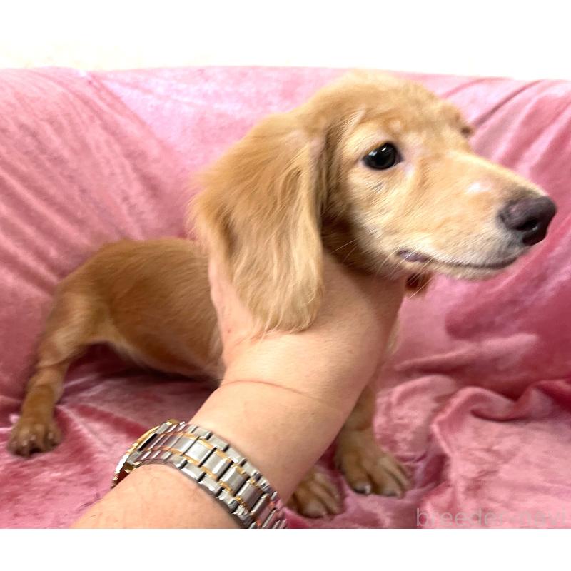 販売中の大阪府のミニチュアダックスフンド(ロングヘアード)-413428の4枚目