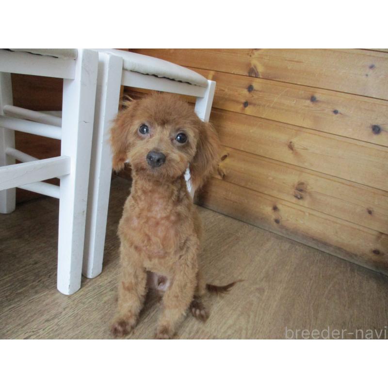 販売中の茨城県のトイプードル-413434の2枚目