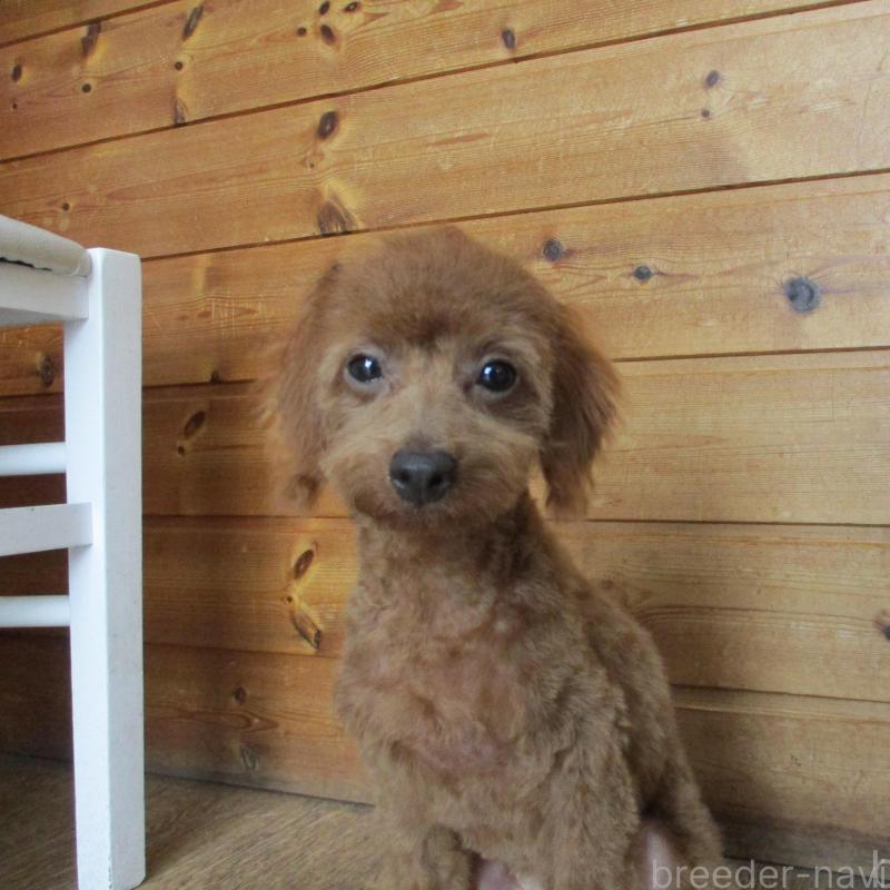 販売中の茨城県のトイプードル-413434の1枚目