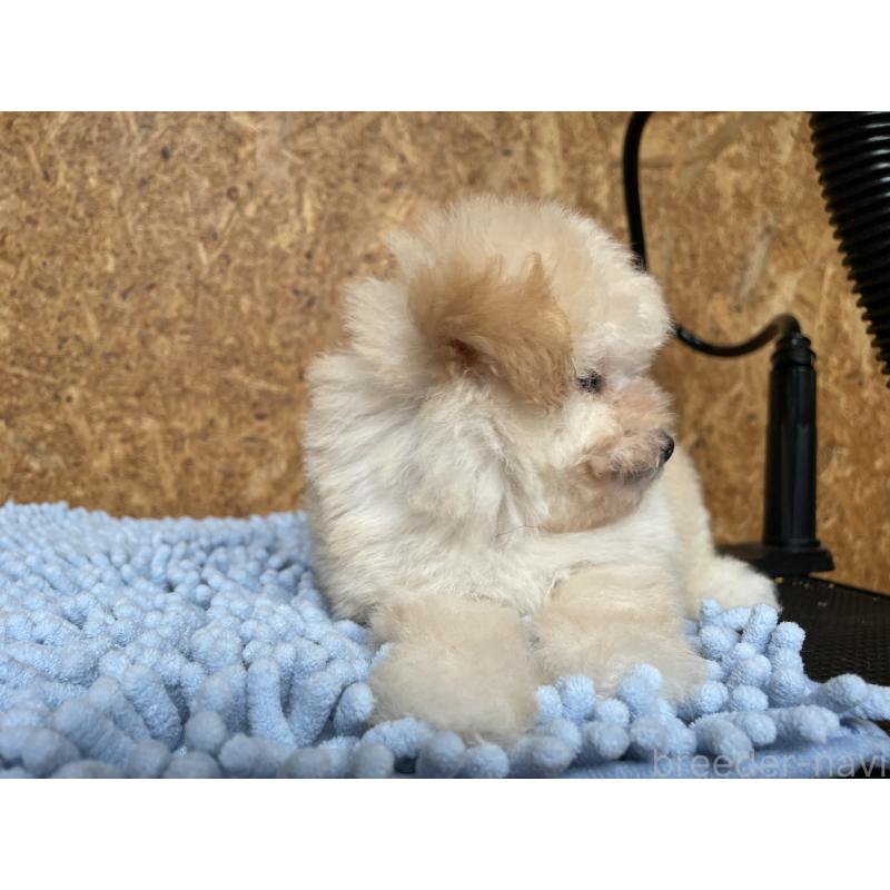 販売中の福岡県のティーカッププードル-408234の2枚目