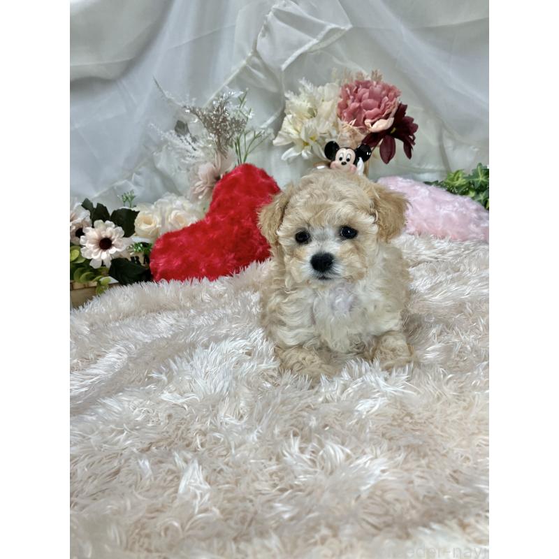 販売中の兵庫県のティーカッププードル-413257の2枚目