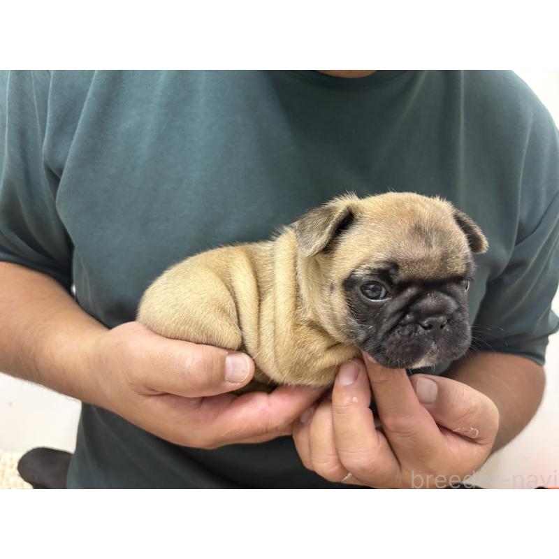 販売中の愛知県のフレンチブルドッグ-413462の3枚目