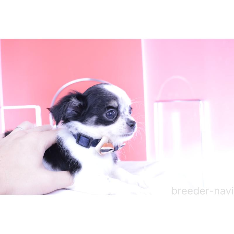 成約済の愛知県のチワワ(ロングコート)-409265の4枚目