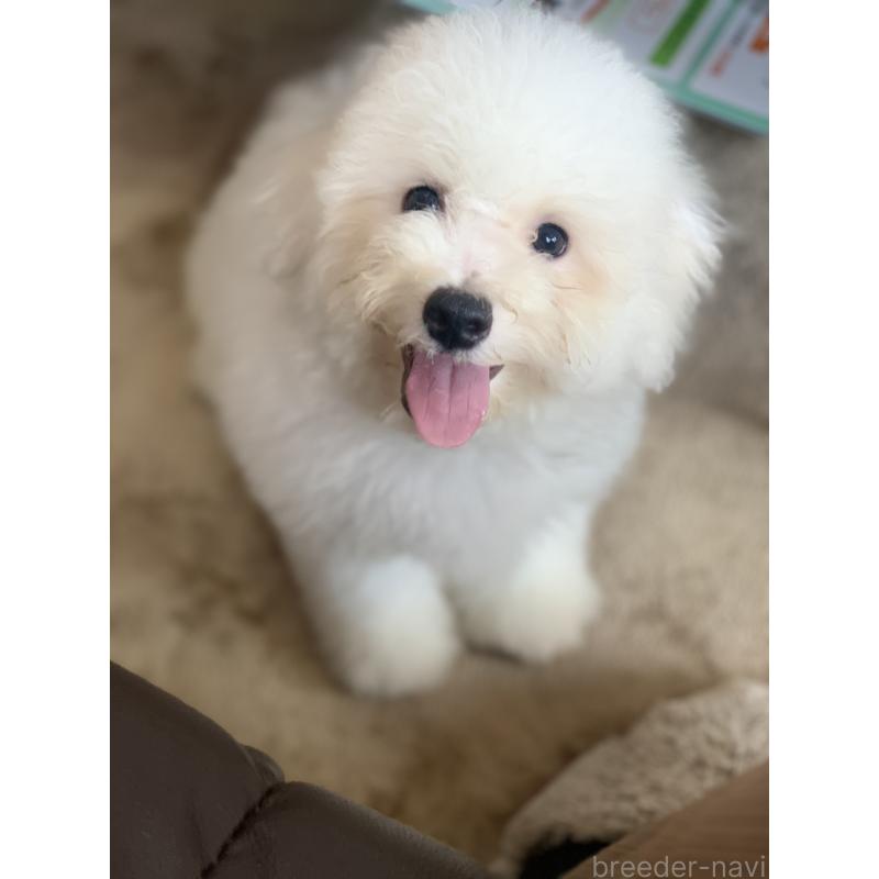 成約済の滋賀県のビションフリーゼ-396111の8枚目