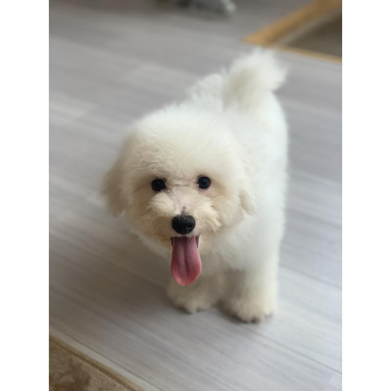 成約済の滋賀県のビションフリーゼ-396111の7枚目