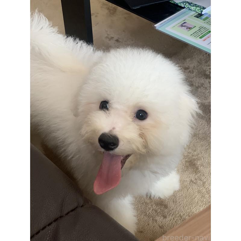 成約済の滋賀県のビションフリーゼ-396111の6枚目