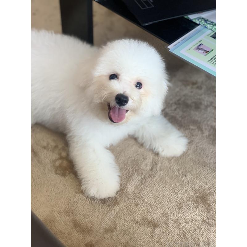 成約済の滋賀県のビションフリーゼ-396111の5枚目