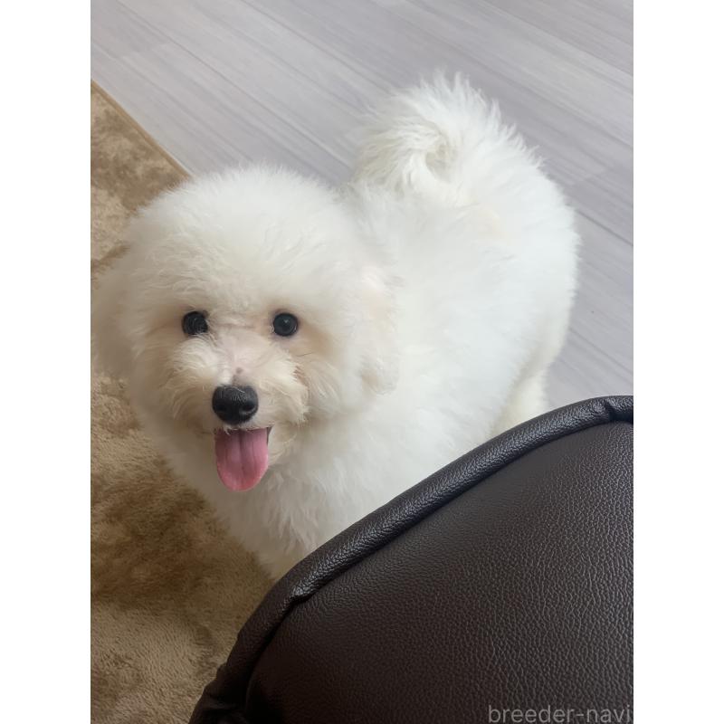 成約済の滋賀県のビションフリーゼ-396111の4枚目