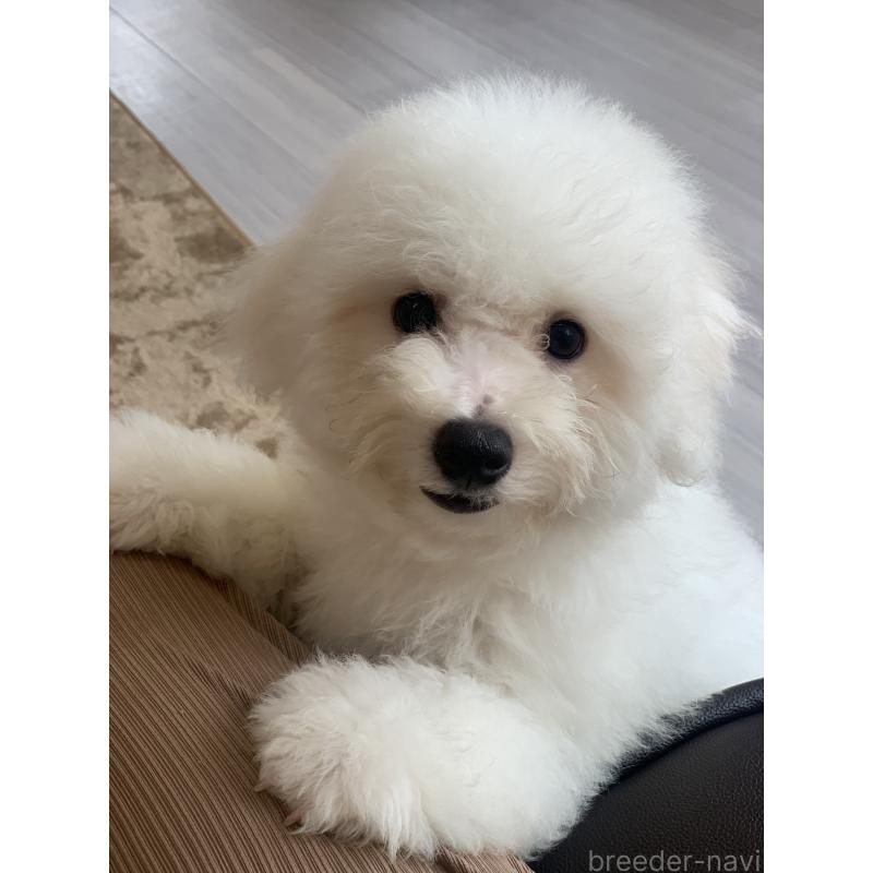 成約済の滋賀県のビションフリーゼ-396111の3枚目