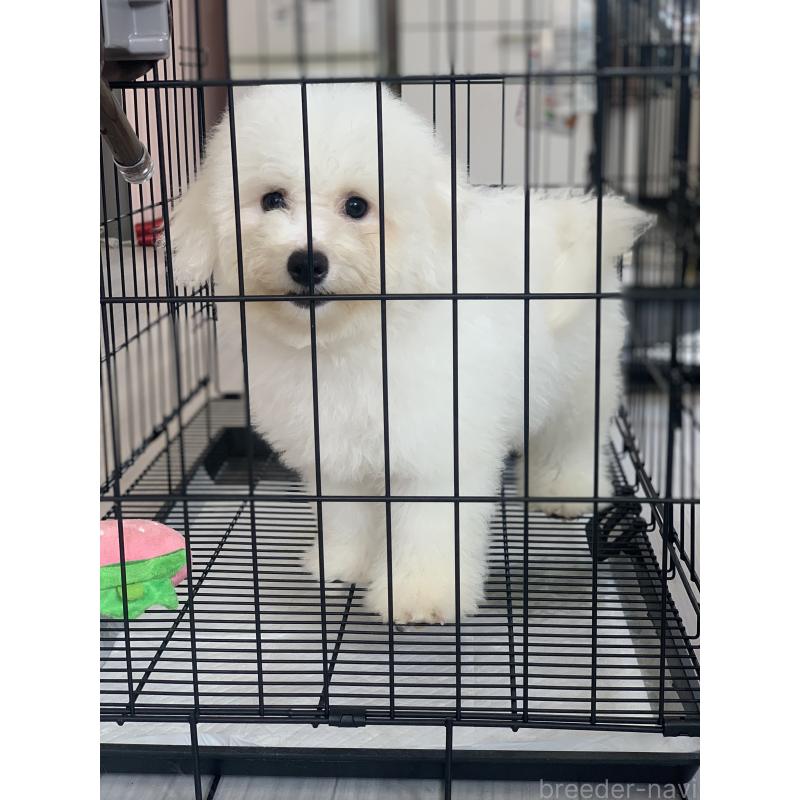 成約済の滋賀県のビションフリーゼ-396111の2枚目