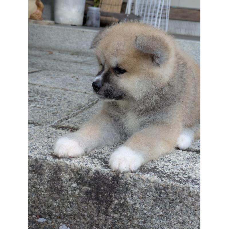 販売中の滋賀県の秋田犬-413465の5枚目