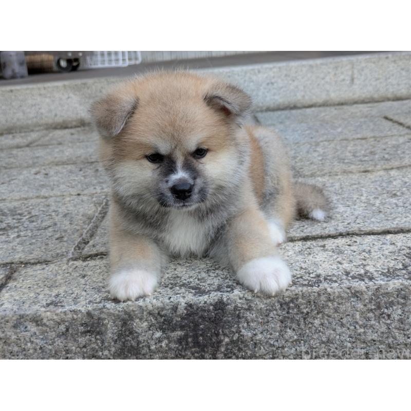 販売中の滋賀県の秋田犬-413465の4枚目