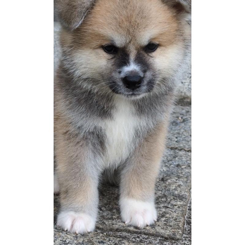 販売中の滋賀県の秋田犬-413465の3枚目