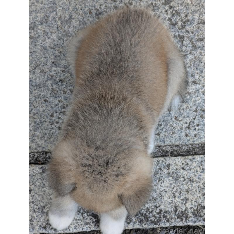 販売中の滋賀県の秋田犬-413465の2枚目