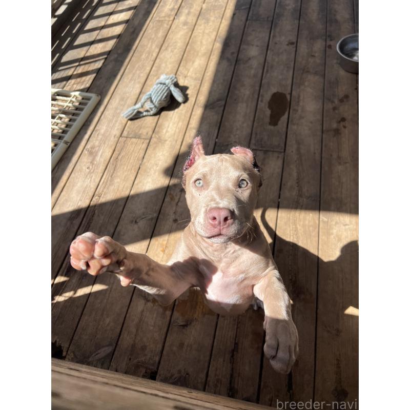 成約済の千葉県のアメリカンピットブルテリア-402727の2枚目