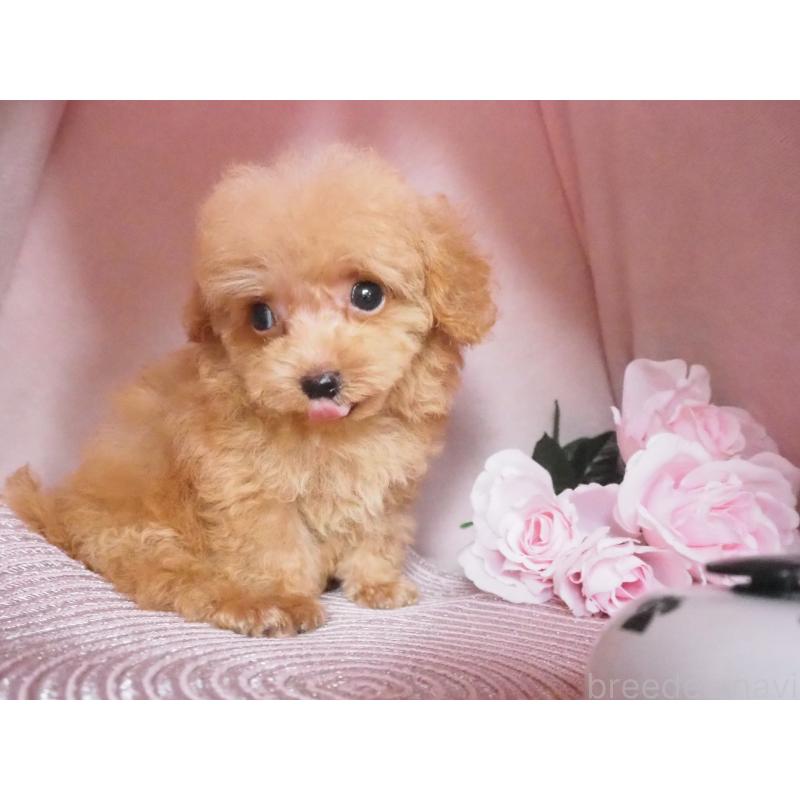 販売中の岡山県のミックス犬-411926の3枚目