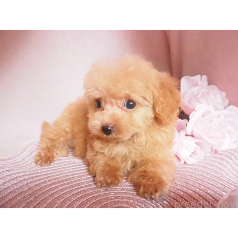 販売中の岡山県のミックス犬-411926の2枚目