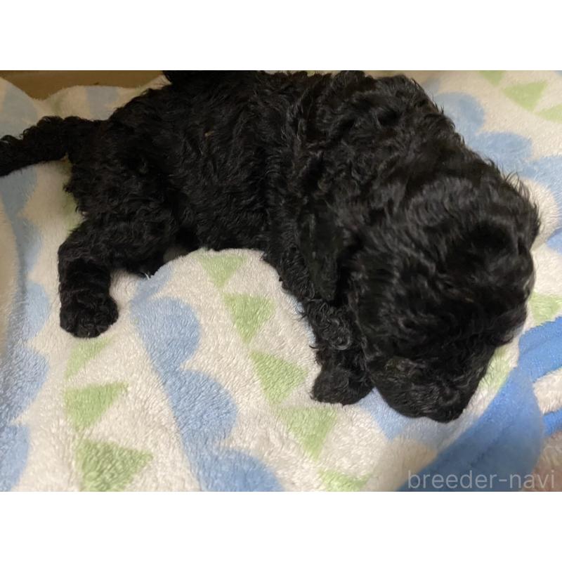 販売中の神奈川県のスタンダードプードル-413484