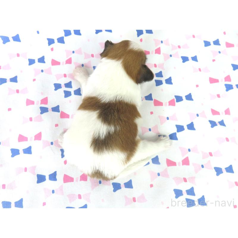 販売中の千葉県のパピヨン-413491の5枚目