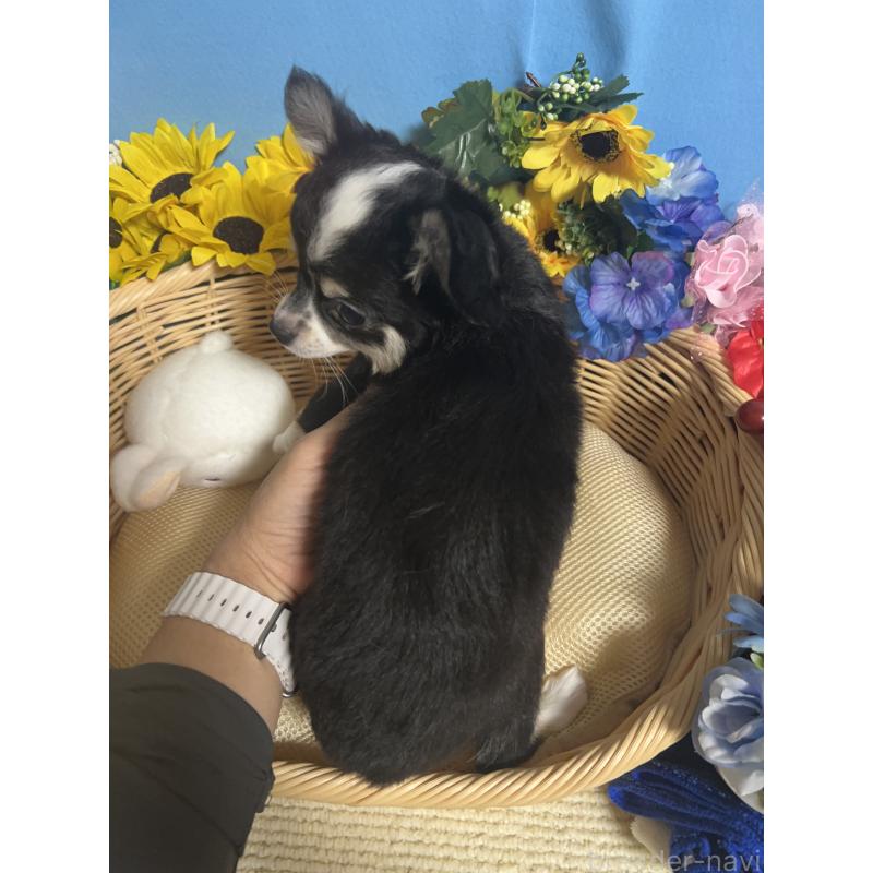 成約済の福岡県のチワワ(ロングコート)-405525の7枚目