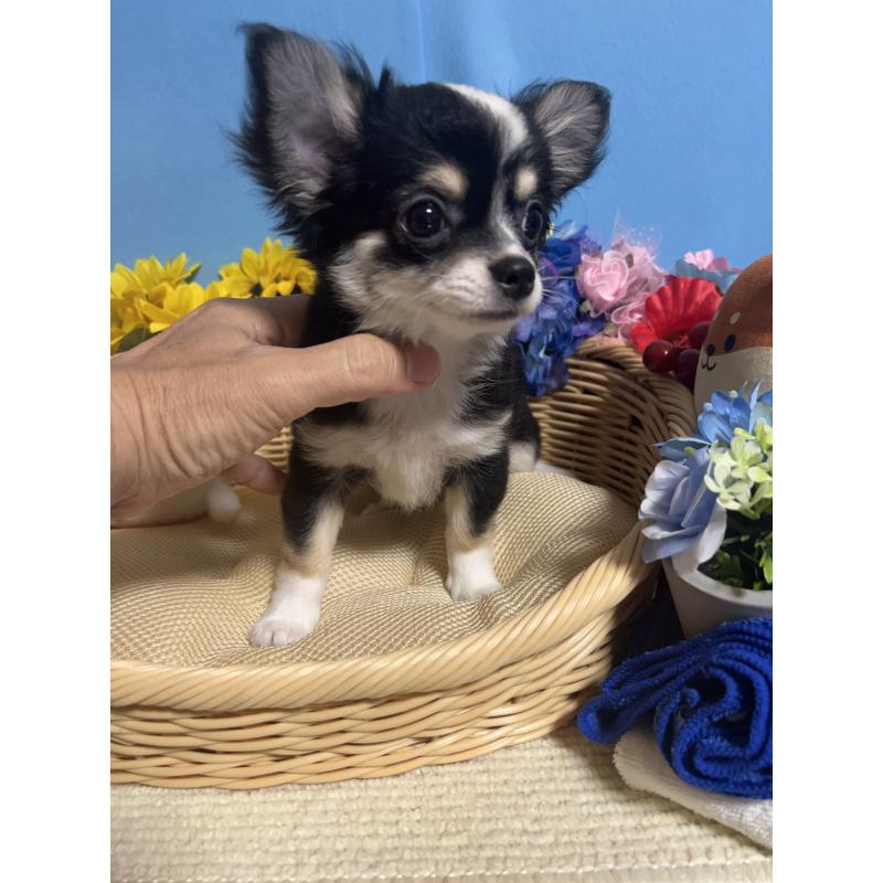 成約済の福岡県のチワワ(ロングコート)-405525の6枚目