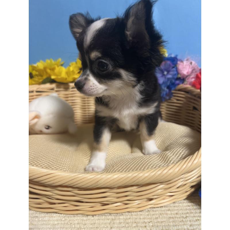 成約済の福岡県のチワワ(ロングコート)-405525の5枚目