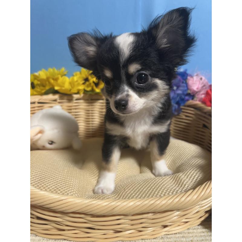 成約済の福岡県のチワワ(ロングコート)-405525の4枚目