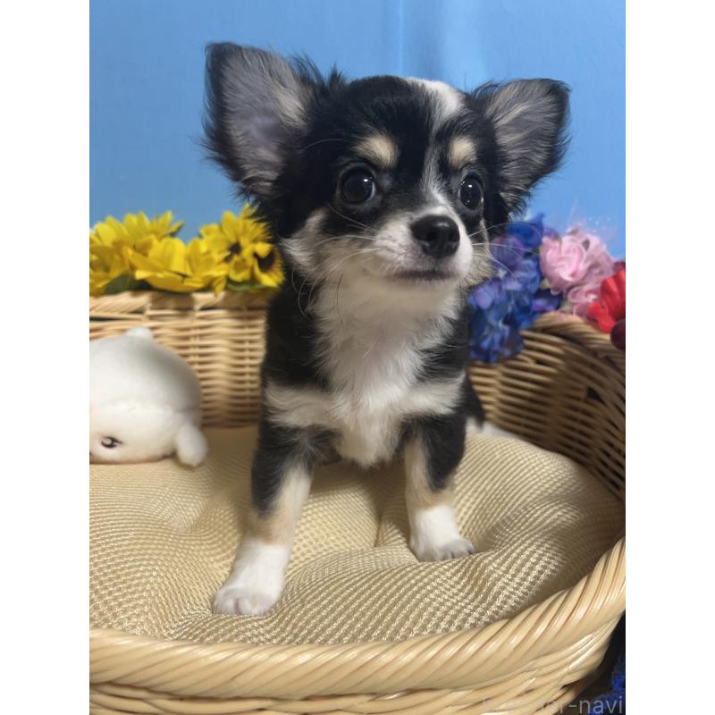 成約済の福岡県のチワワ(ロングコート)-405525の3枚目