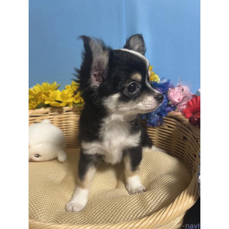 成約済の福岡県のチワワ(ロングコート)-405525の2枚目