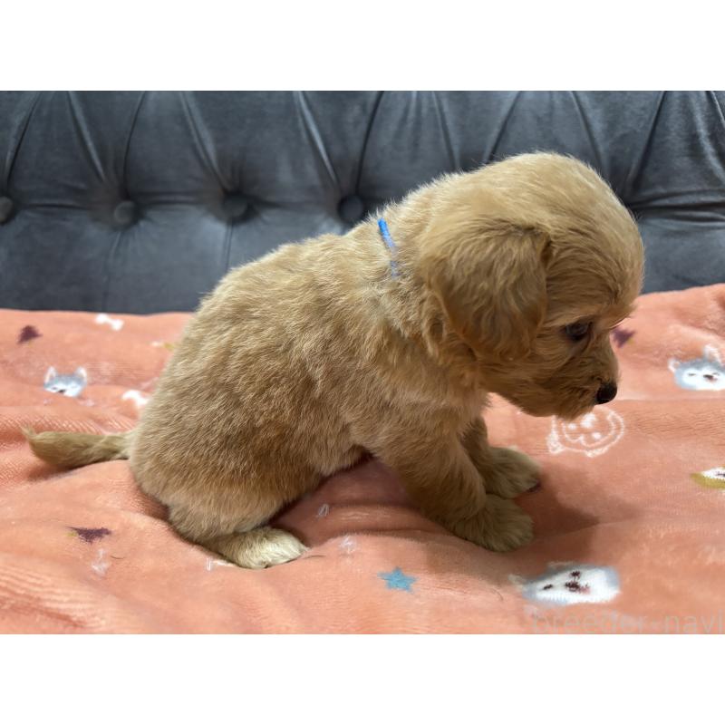 販売中の鹿児島県のマルプー:マルチーズ×トイプードル-413496の2枚目