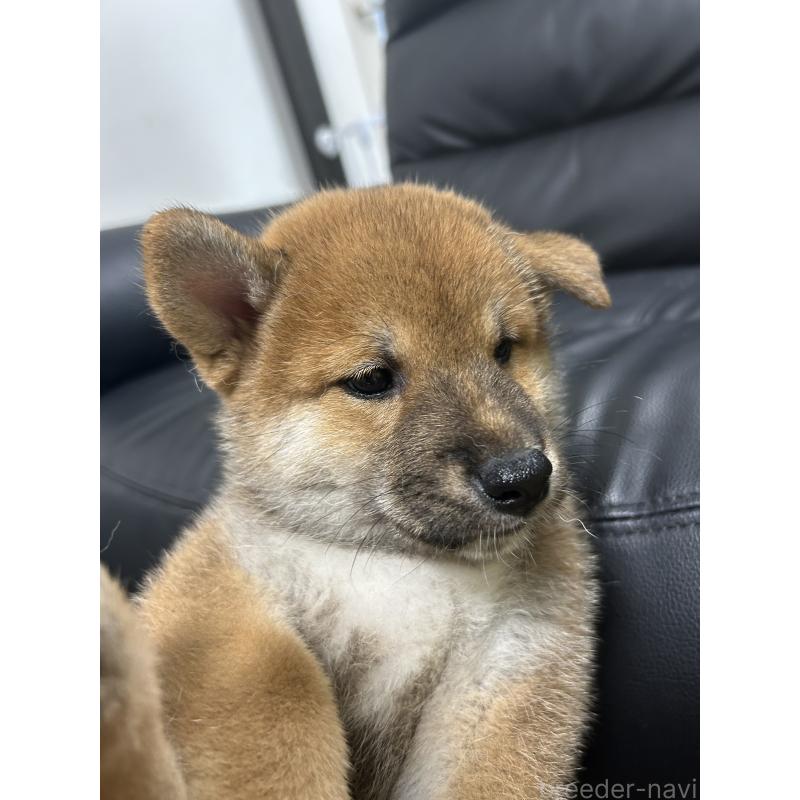 販売中の埼玉県の柴犬-413516の3枚目