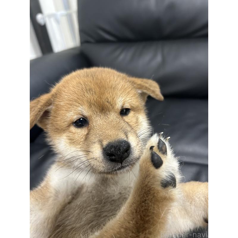 販売中の埼玉県の柴犬-413517の3枚目
