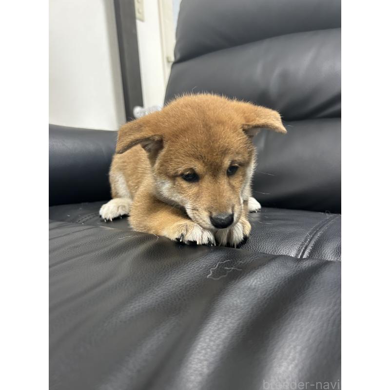 販売中の埼玉県の柴犬-413518の3枚目