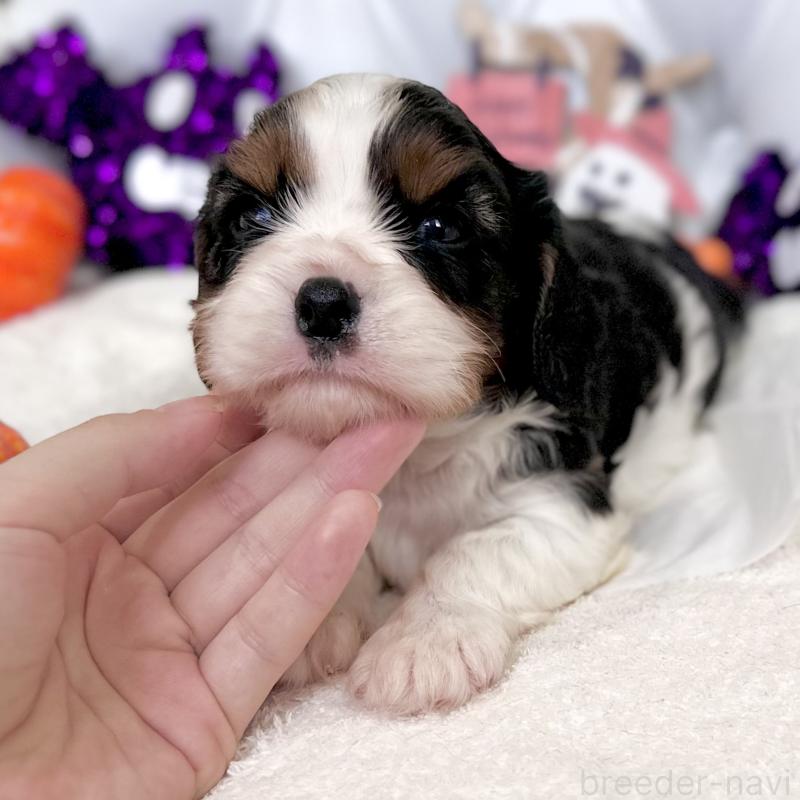 販売中の福岡県のキャバリアキングチャールズスパニエル-413528の3枚目