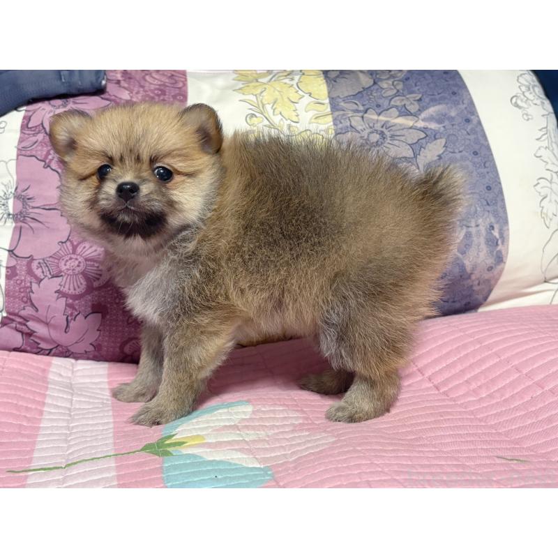 販売中の愛知県のポメラニアン-413530の7枚目