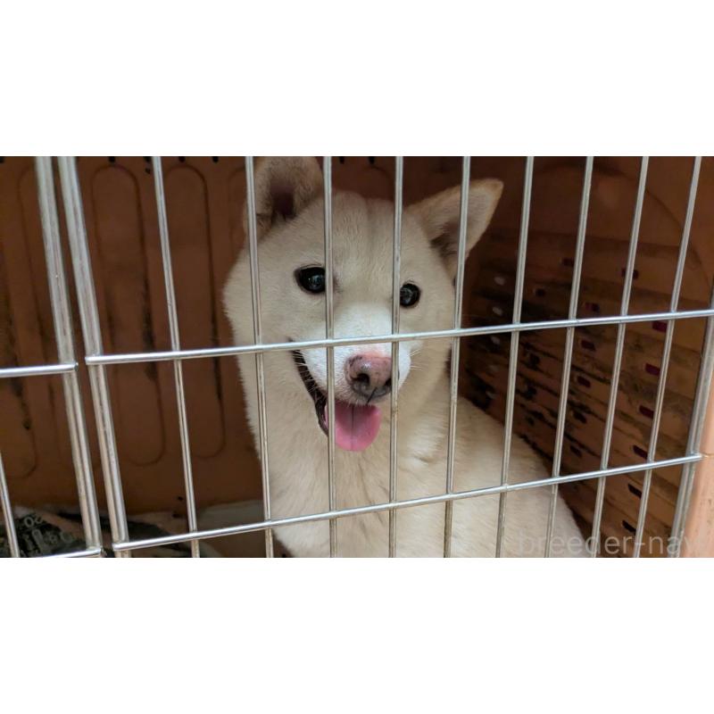 成約済の熊本県の豆柴-413419の8枚目