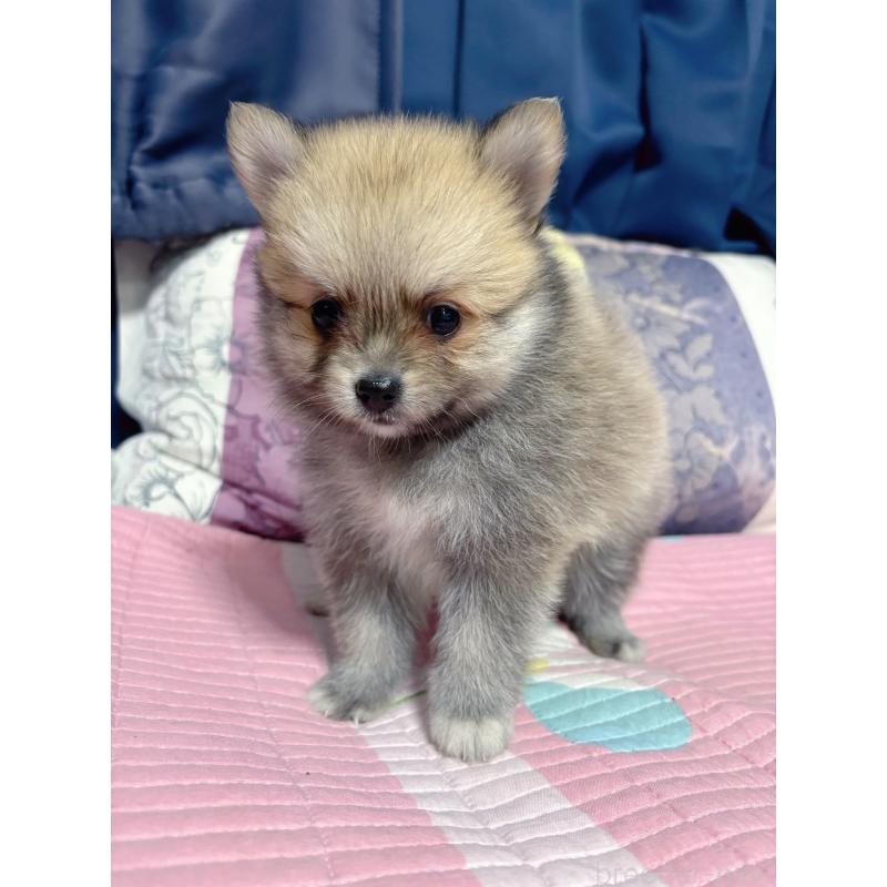 販売中の愛知県のポメラニアン-413531の8枚目