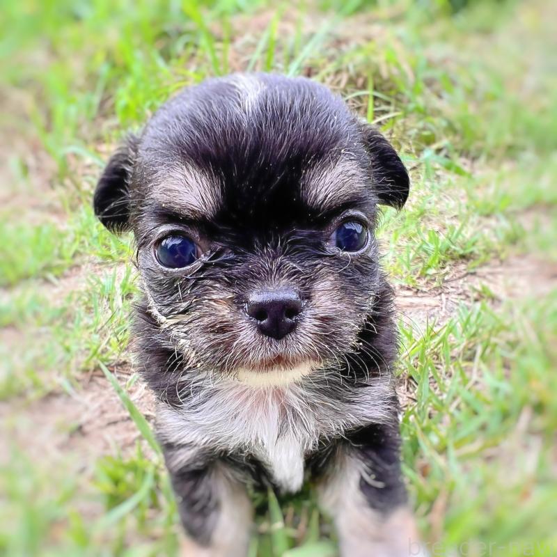 成約済の千葉県のチワワ(ロングコート)-413401の5枚目