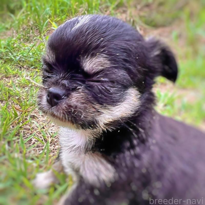 成約済の千葉県のチワワ(ロングコート)-413401の4枚目